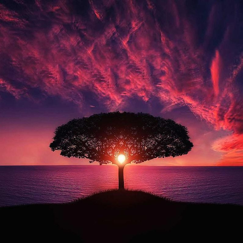 tree sunset clouds sky silhouette 736885