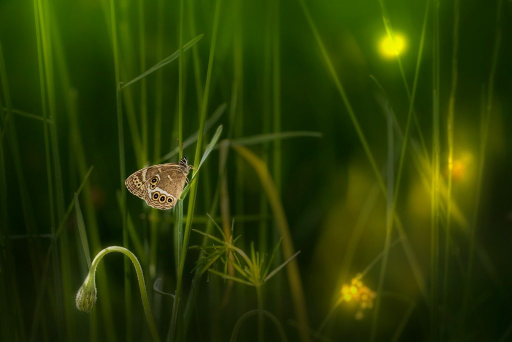 a butterfly sitting on top of a green plant