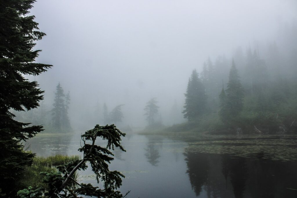 a body of water surrounded by trees and fog